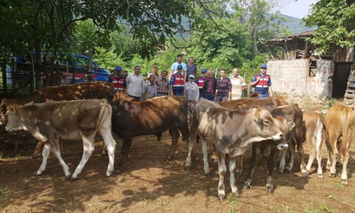 Bursa Karacabey’de büyükbaş hayvan hırsızlığı  