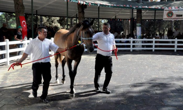 Safkan Arap taylarından 3 milyon 675 bin lira gelir