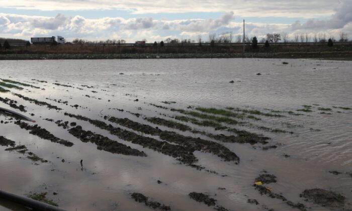 Karacabey Ovası’nda şiddetli yağış ekili alanları su altında bıraktı